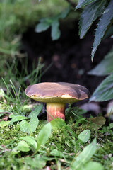 Matte bolete, wild wild mushroom from Finland