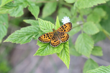 Small pearl-bordered fritillary, also called silver-bordered fritillary, a butterfly from Finland