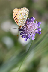 Dark Green Fritillary butterfly feeding on field scabious.
