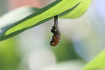 Leaf beetle larva turning into a pupa in a process called pupation