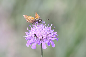 Large skipper butterfly feeding on field scabious 