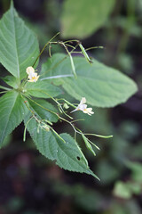 Small balsam, also known as Smallflower touchmenot, wild plant from Finland