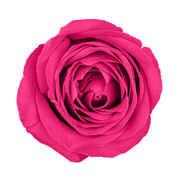 Pink rose isolated on white background with clipping path