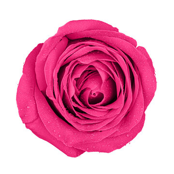 Pink rose with rain drops isolated on white background, clipping path