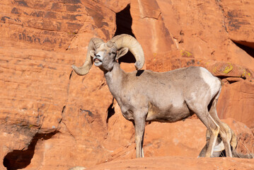An old desert big horn sheep ram seems to smile and show his teeth while standing atop a red sandstone cliff. 