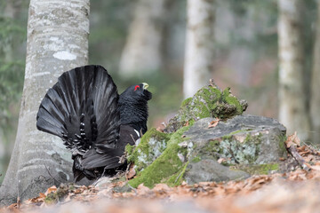Western capercaillie male on ground (Tetrao urogallus)