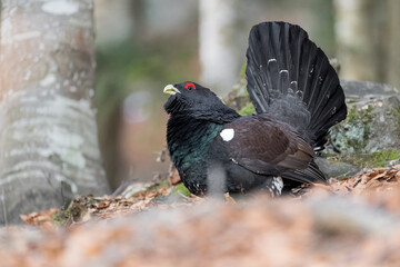 Majestic capercaillie male in the woodland (Tetrao urogallus)