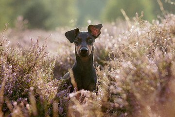 Face Manchester terrier dog in heather in evening light - obrazy, fototapety, plakaty