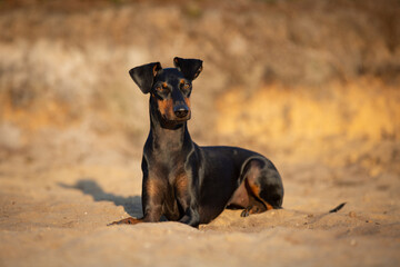 black and tan manchester terrier lying in the sand - obrazy, fototapety, plakaty