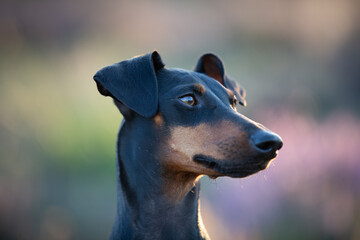 Obraz premium Head of manchester terrier, black and tan, looking to the right
