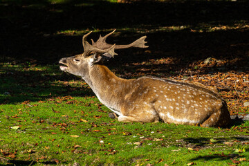 The fallow deer, Dama mesopotamica is a ruminant mammal