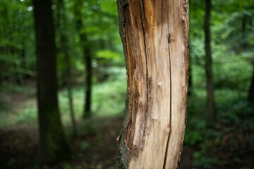 Obraz premium Tree trunk in the forest