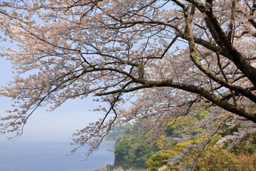 海沿いの桜