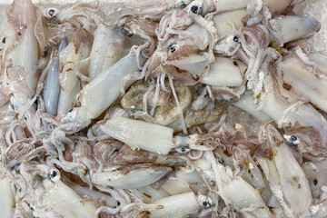 Freshly caught squids at fish market stall as seafood background. Variety of fresh seafood, fresh squids