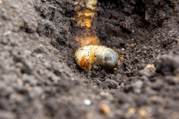 Larvae of Flower chafer or bronze beetle lies in the soil