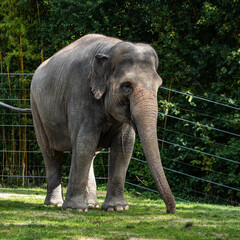 The Asian elephant, Elephas maximus also called Asiatic elephant