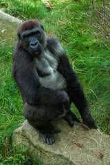 Naklejka premium Gorillas are ground-dwelling, predominantly herbivorous apes, Sub-Saharan Africa