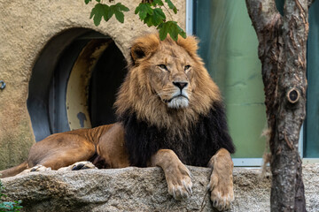 Obraz premium The lion, Panthera leo is one of the four big cats in the genus Panthera