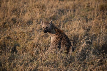 hyena 