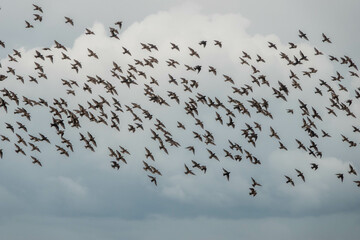 flock of starlings in the sky with clouds in the background