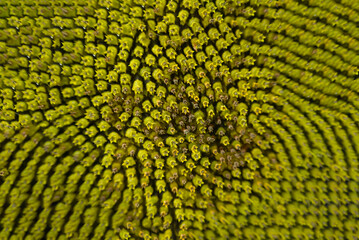 Undeveloped sunflower seeds forming an abstract shape