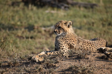 cheetah in serengeti