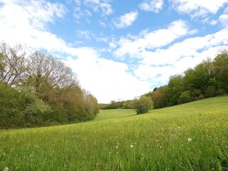 landscape with green grass and sky