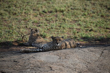 cheetah laying down