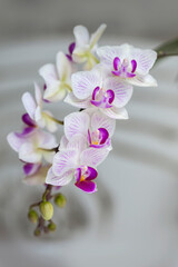 Blossom white orchid flowers
