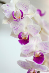 Fototapeta na wymiar Blossom white orchid flowers 