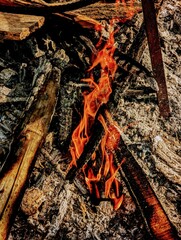 fire in the forest