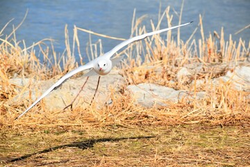 琵琶湖のユリカモメ