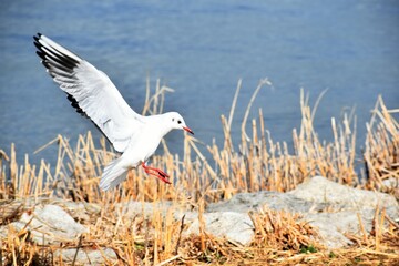 琵琶湖のユリカモメ
