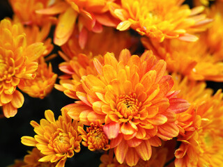 Macro shot of bright orange chrysanthemum flowers in full bloom, on a dark background