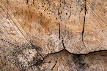 The crack on the surface of the cut wood, wood texture