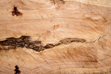 Fototapeta na wymiar The crack on the surface of the cut wood, wood texture