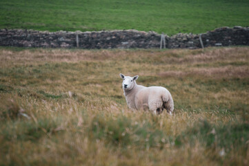 Naklejka na ściany i meble Sheep at St. Ninians Isle, Shetland