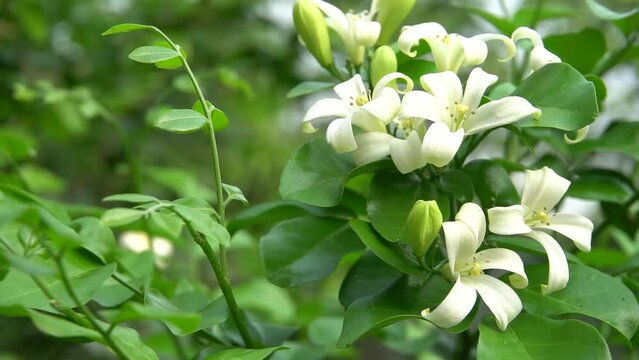 Beautiful white murraya paniculata flowers blooming in garden.