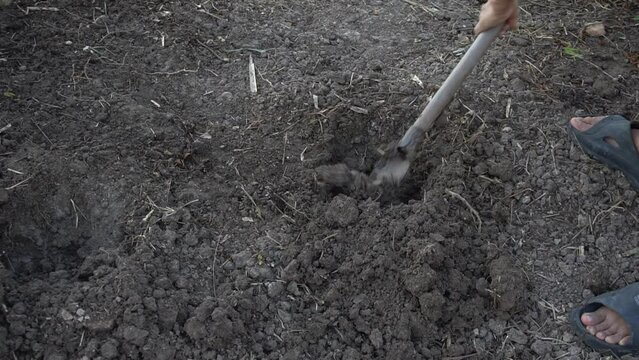 Farmer digs the ground with a shovel in garden.