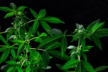 Flowering cannabis plants on a black background. Growing marijuana for medicinal purposes