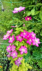 pink flowers in the garden