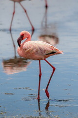 Lesser Flamingo, Walvis Bay, Namibia