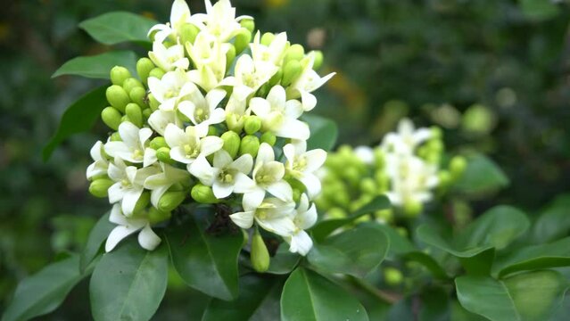 Beautiful white murraya paniculata flowers blooming in garden.