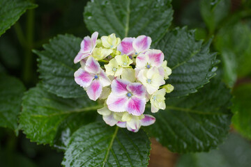 ピンクのアジサイ