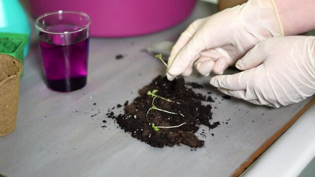 Examining the roots of tomato seedling before planting it into the soil. Checking and caring for plants. Gardening routine