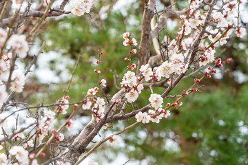 梅の花