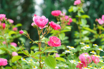 ピンクのばらの花