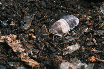 Isopod - Dairy Cow, On the bark in the deep forest, macro shot isopods, Cubaris Rubber ducky, panda, Cubaris amber ducky.