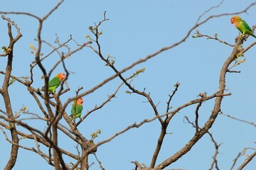Erdbeerköpfchen (Agapornis lilianae) in einem Baum am Luangwa-River in Sambia.
