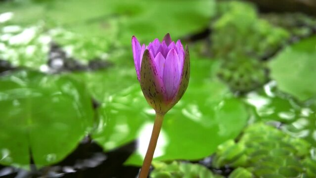 Beautiful waterlily or pink lotus flower in the pond. Water droplets in lotus tub
